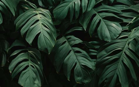 Download Bring Nature To Your Desktop With This Elegant Plant Aesthetic