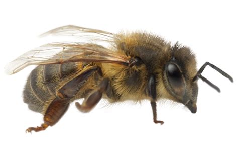 Do Bees Have Knees How Do They Function