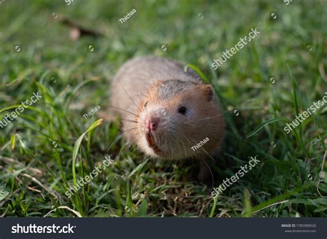 955 Bamboo Rat Images, Stock Photos & Vectors | Shutterstock