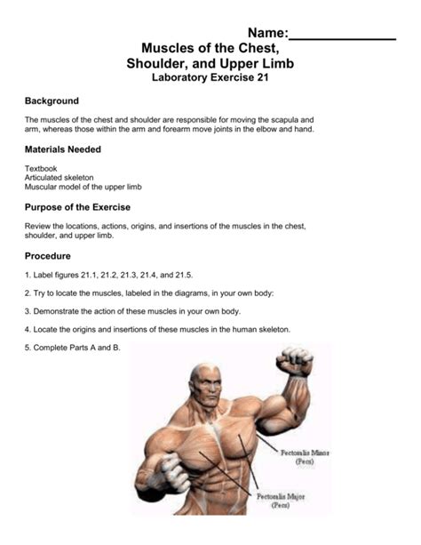 Name Muscles Of The Chest Shoulder And Upper Limb Laboratory