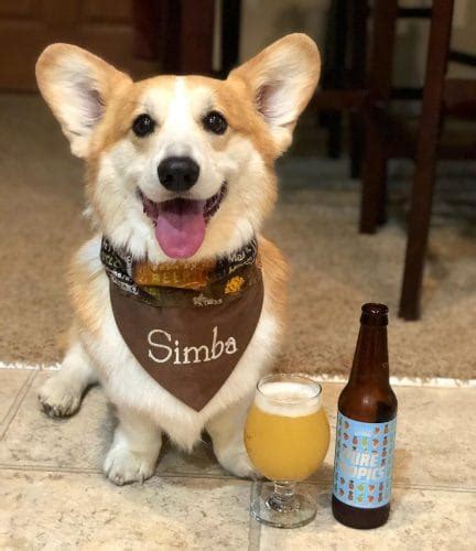 14 Big Facts About Small Pembroke Welsh Corgis - PetPress