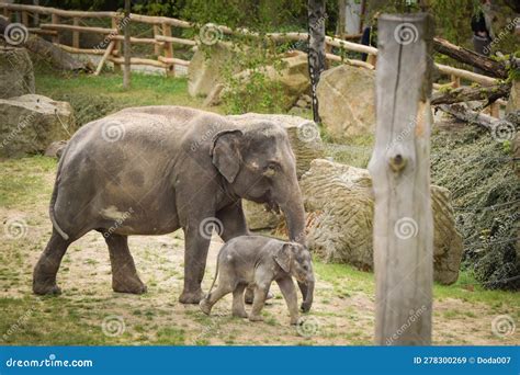 Indian Elephants in the Zoo Habitat. Stock Image - Image of mother ...