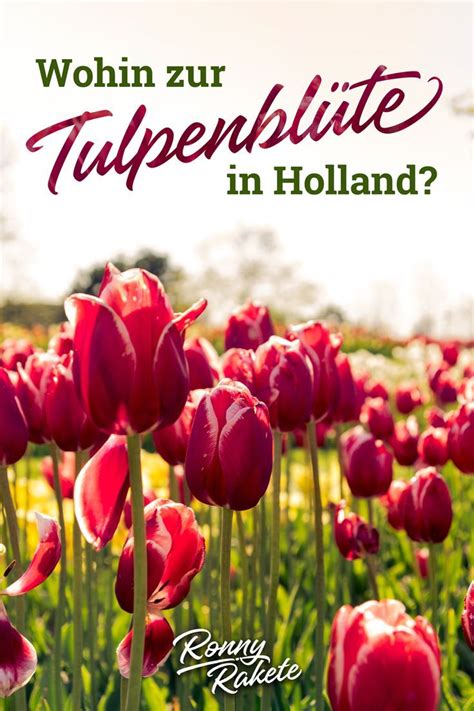 A Field Full Of Red Flowers With The Words Tulipenbilite In Holland