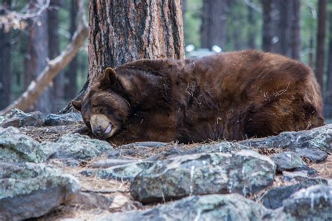 sleeping bear stock de foto gratis public domain pictures