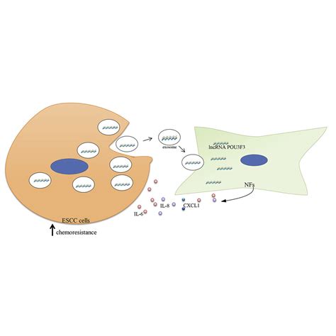 Tumor Secreted Exosomal Lncrna Pou F Promotes Cisplatin Resistance In