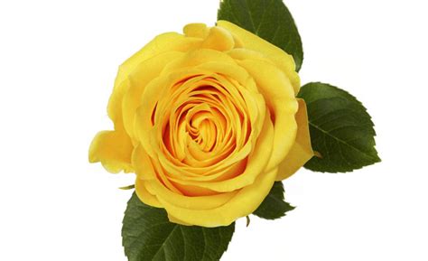 Brighton – Rio Roses