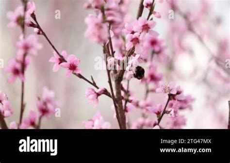 Bees Fly Over A Flowering Almond Tree In Spring Bee On An Apricot