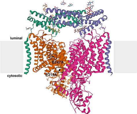 Frontiers Neurodegeneration Upon Dysfunction Of Endosomal Lysosomal