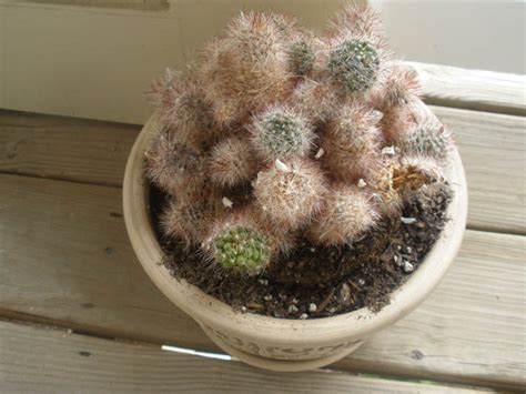 Cactus Jungle - San Francisco Bay Area - Save a Cactus