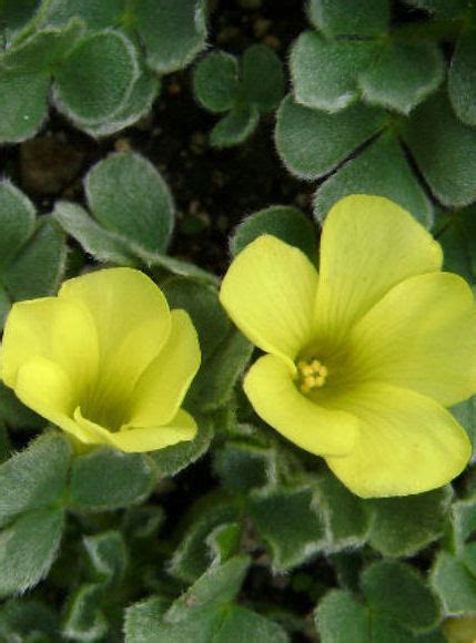 Oxalis Melanostricta Ken Aslet The Collectors Corner Buy Unusual