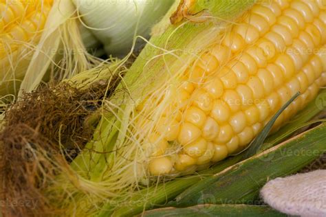 Corn Silk Stock Photos, Images and Backgrounds for Free Download