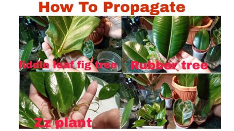 How To Propagate Rubber Tree Plant Fig Tree And Zz Plant Rooting In