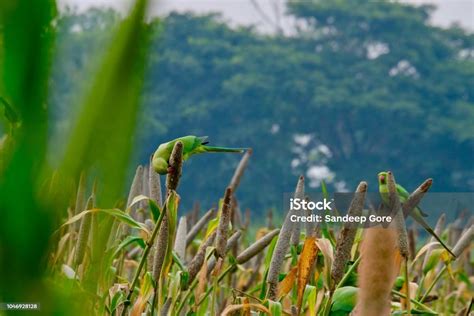 Indian Green Parrot Stock Photo - Download Image Now - Agriculture ...