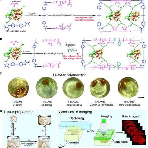 Modification Of The Resin Embedding Method For Whole Brain Imaging A Download Scientific