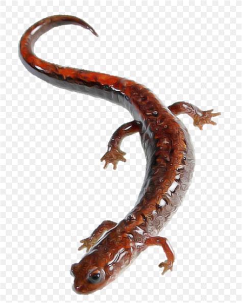 Lungless Salamander Woodland Salamander Climbing Salamander Reptile ...