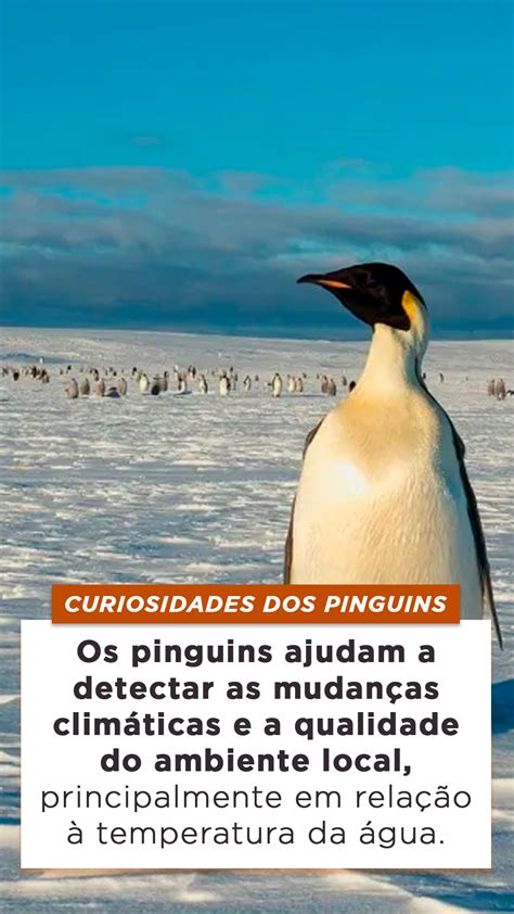 Tipos De Pinguim Caracter Sticas Reprodu O Curiosidades E