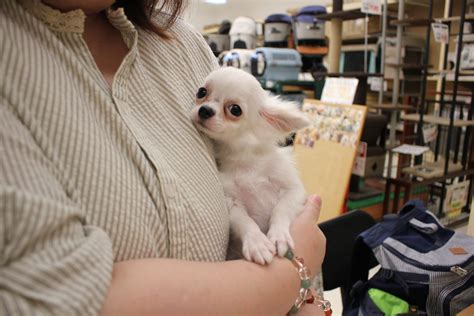 チワワ【美濃加茂店】 子犬・子猫をお探しならペットショッププチマリア｜愛知・岐阜・三重・静岡・東京・神奈川（横浜）・埼玉のペットショップ