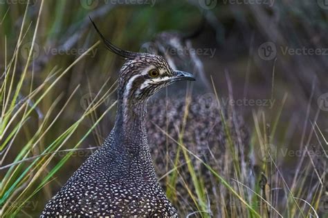 Elegant Crested Tinamou Eudromia Elegans Pampas Grassland Environment