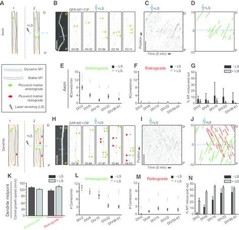 Differential microtubule organization during neuronal development. A ...