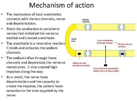 Theories Of Mechanism Of Action Of Local Anesthesia - IMAGESEE