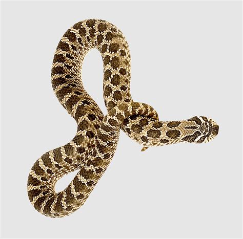 Hognose Snake Poisonous Colubridae Kingsnake Vipers Rattlesnake