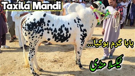 Friday Taxila Mandi Latest Update Ep Qurbani Bakra Eid Ul Adha