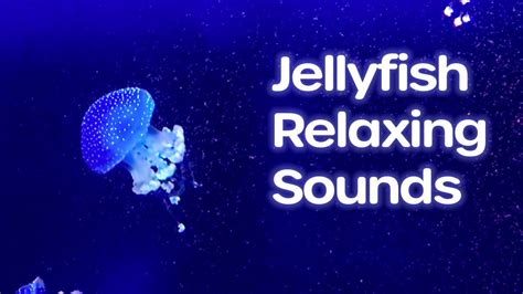 Sublime Jellyfish In The Ocean Relaxing Footage Meditation Sleep