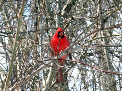 Red Cardinal Bird stock photo. Image of cardinal, animal - 271322756