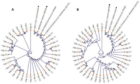 Pathogens Free Full Text In Silico Evaluation Of The Haplotype