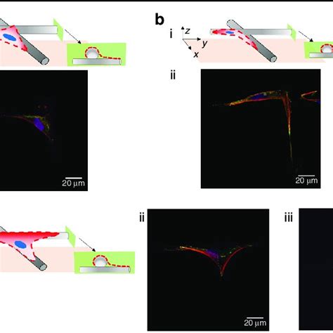 Cell Morphology Of Representative Neonatal Human Dermal Fibroblasts