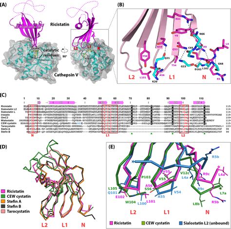 Crystal Structure Of Ricistatin In Complex With Cathepsin V And