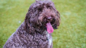 The Labradoodle What You Need To Know Tcrascolorado