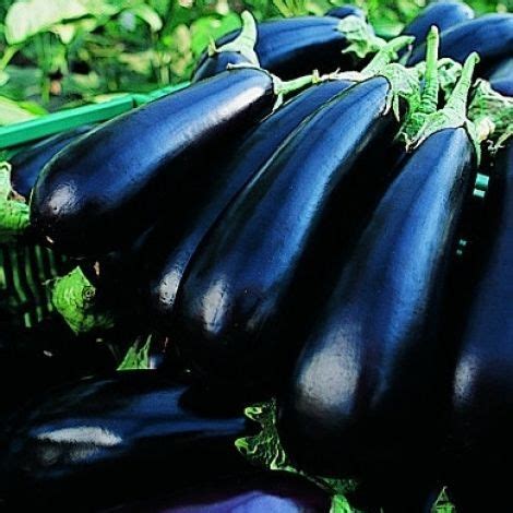 Semence D Aubergine Pr Coce Flavine F Bio Essembio Hybride