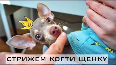КАК СТРИЧЬ КОГТИ СОБАКЕ? | ПЕРВЫЙ РАЗ СТРИЖЕМ КОГТИ! | САМАЯ КРАСИВАЯ ...