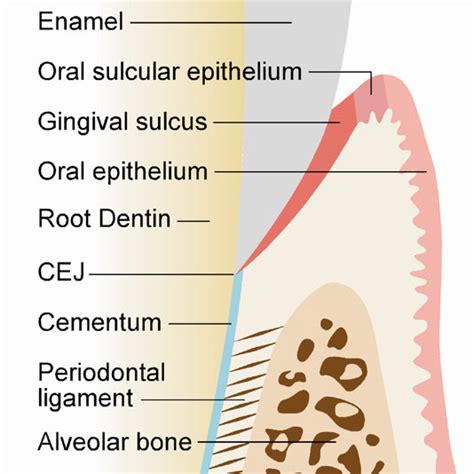 Schematic Illustration Showing A Longitudinal Section Through