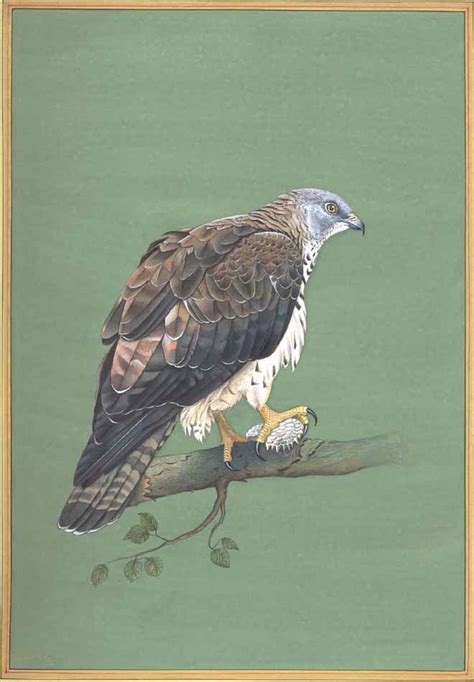 Honey Buzzard | Exotic India Art