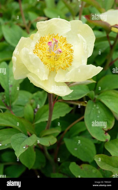 Paeonia Mlokosewitschii High Resolution Stock Photography And Images