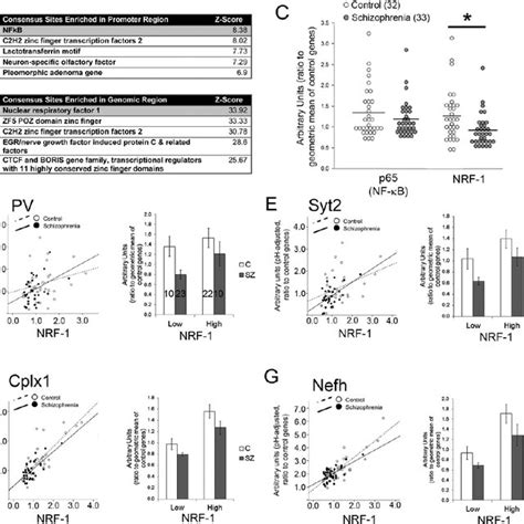 Nuclear Respiratory Factor 1 Nrf 1 Expression Is Reduced In The