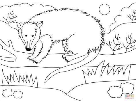 Possum coloring page | Free Printable Coloring Pages