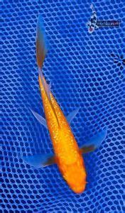 Yamabuki Ogon Butterfly Fin Live Koi Fish Pond Garden Aquarium