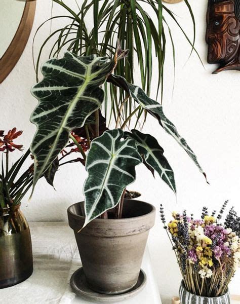 Cuidados Alocasia Amaz Nica Infojardineria Es