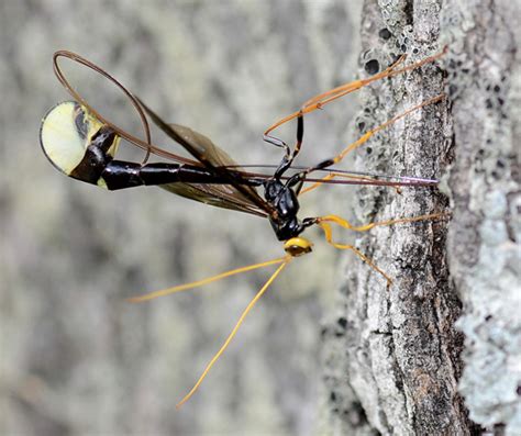 Megarhyssa Atrata Bugguide Net