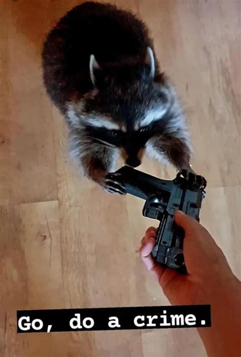 Go Do A Crime Rtrashpandas