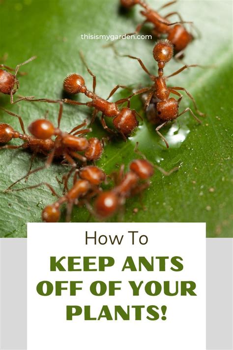 How To Keep Ants Off Of Your Plants 4 Simple Ways To Safely Stop Ants Plants That Repel