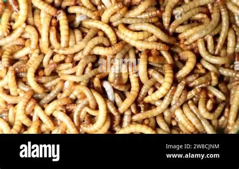 Mealworms Mealworms Superworm Isolated Larva Larvae Stages Of The