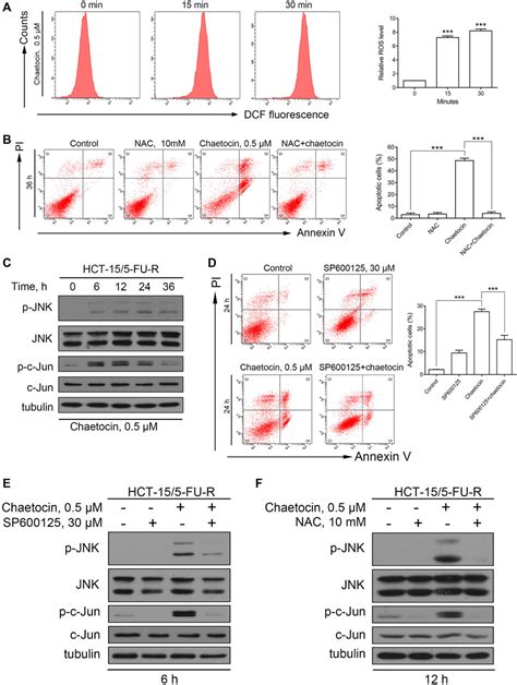 Frontiers Ros Jnk C Jun Pathway Is Involved In Chaetocin Induced