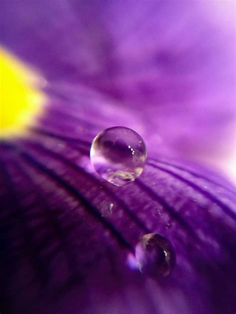 Macro Lens Photography | Macro lens photography, Macro photography, Macro lens