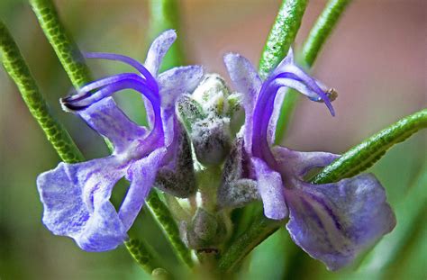 Rosemary flowers Photograph by Andrew Lee - Pixels