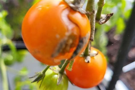 Braunfäule bei Tomaten verhindern Hallo Garten