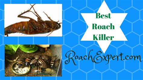 5 Best Roach Killer Reviews: Poison Gel Baits, Sticky Glue, Spray, Acid ...